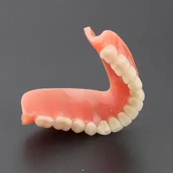 שיניים שיניים ללמוד ללמד מודל Overdenture נחות 4 שתל הדגמת המודל